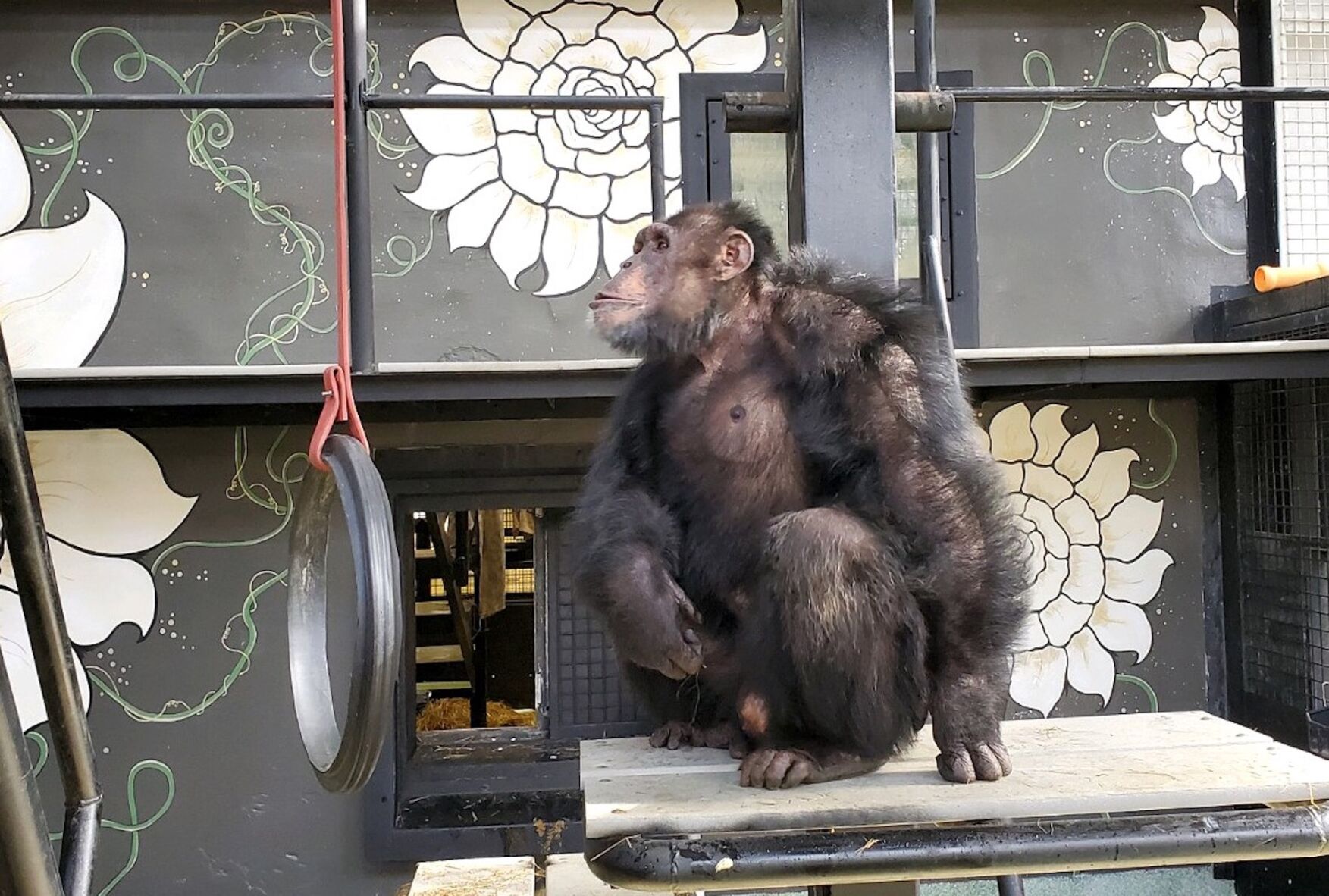 After Chimp
